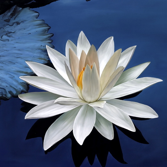 White_Lotus_on_BlueWater_8