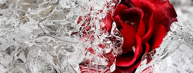 frozen-rose