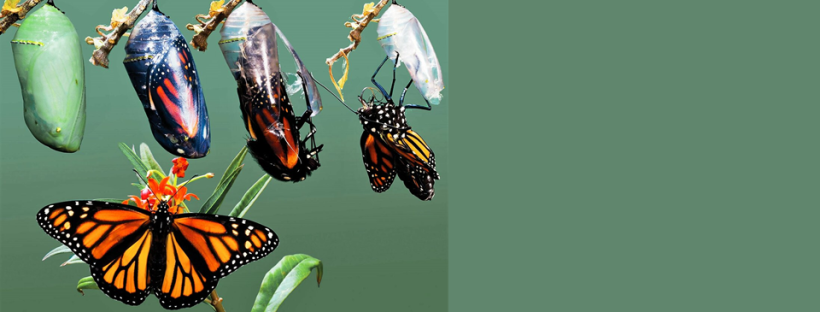 бабочка символ трансформации